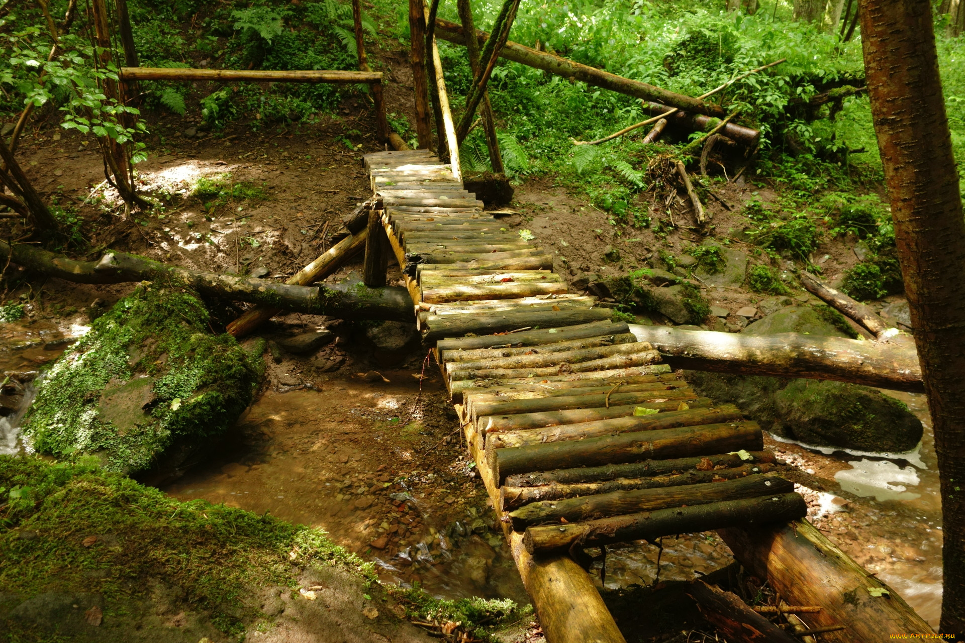Мост через ручей в лесу